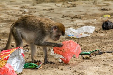 Bako, Ulusal Park, Borneo sahilindeki çöp ve plastik torbaları karıştıran küçük bir macaque maymunu.