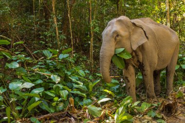 Tayland ormanlarındaki doğal ortamında Asya fili.