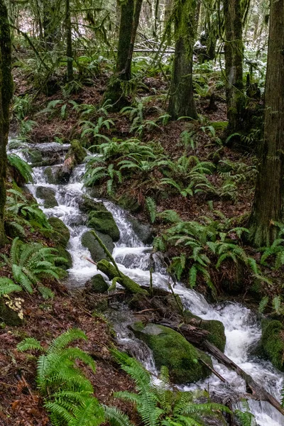 Un arroyo inundado que fluye rápidamente sobre rocas y árboles en una prueba en bosques a las afueras de Portland, Oregon, EE.UU. en una larga exposición para suavizar el agua — Foto de Stock