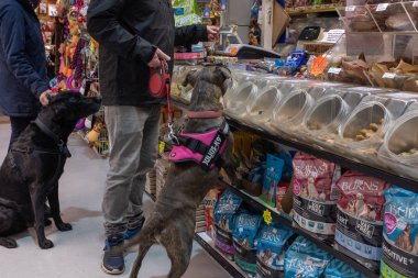 Exmouth, Devon, UK, Nisan, 6, 2019: bir hayvan gıda deposunda köpek bir pitbull türü bir tedavi koklama, sahibi öder ve siyah labrador arka planda sabırla oturur iken