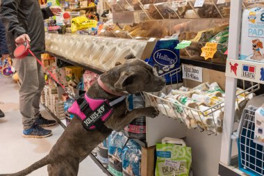 Exmouth, Devon, UK, Nisan, 6, 2019: bir evcil hayvan gıda mağazasında köpek bir pitbull türü bir tedavi koklama, sahibi öder iken