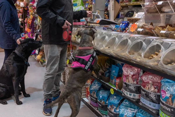 Exmouth, Devon, UK, Nisan, 6, 2019: bir hayvan gıda deposunda köpek bir pitbull türü bir tedavi koklama, sahibi öder ve siyah labrador arka planda sabırla oturur iken