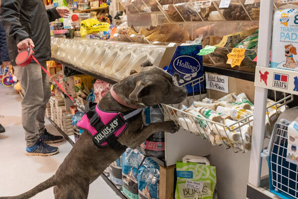 Exmouth, Devon, UK, April, 6, 2019: A pitbull type of dog in a pet food store sniffing out a treat, while the owner pays