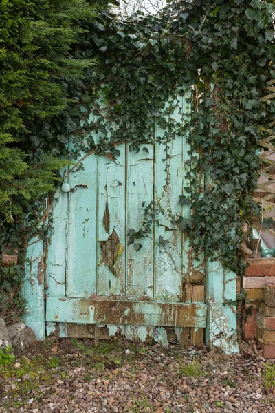 Een aqua blauwe oude tuinpoort die moet worden gerepareerd bedekt met klimop — Stockfoto