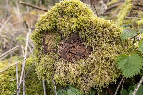 Tronco de árvore coberto de musgo cercado por folhagem verde — Fotografia de Stock