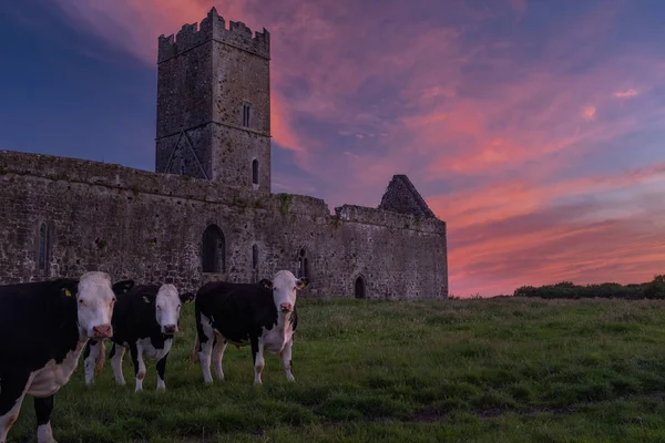 Вид на руины аббатства Клэр - августинского монастыря недалеко от Энниса, графство Клэр, Ирландия с красивым закатом на заднем плане и петухами на переднем плане — стоковое фото