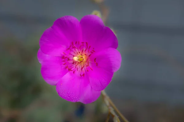 Um close de uma única flor roxa com gotas de orvalho nas pétalas . — Fotografia de Stock