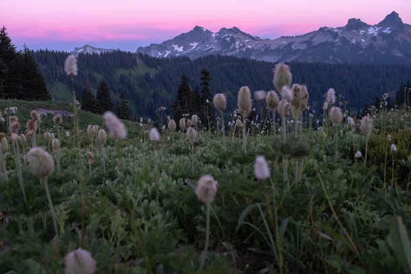 stock image Sunset across an field of alpine meadow flowers to Mount Rainier