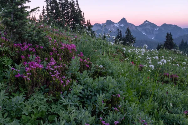 Sonnenuntergang vom Mt Rainier Nationalpark über ein Feld mit alpinen Wiesenblumen zum Gebirge — Stockfoto