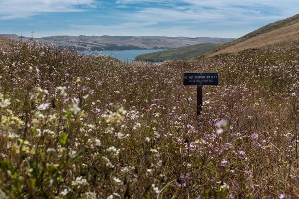 Tomales Point Trail okyanus aşağı önde gelen yaban çiçekleri çayır ortasında bir işaret