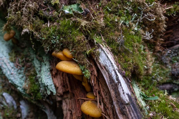 Vários fungos castanhos que crescem sob um tronco apodrecido que é coberto de musgo . — Fotografia de Stock