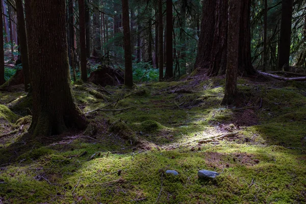 Una alfombra de musgo verde conduce al bosque en el Sendero Sol Duc, Parque Nacional Olímpico, Washington, EE.UU. — Foto de Stock