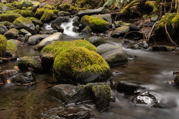 Ett litet vattenfall i Olympic National Park, USA kaskader genom stenar täckta i Moss — Stockfoto