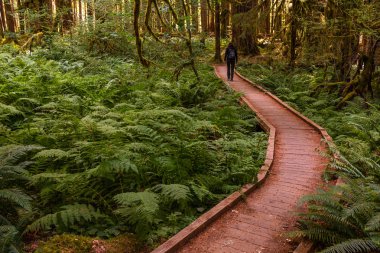 Bir ahşap çam ağaçları ve Ferns yemyeşil bir orman yoluyla yol sarma