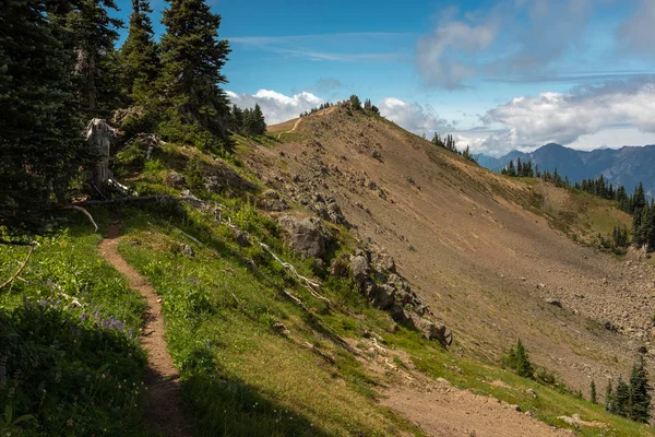 Wandern entlang eines schmalen Abschnitts des Hurrikan Hill Trail, olympischer Nationalpark, Washington, USA — Stockfoto
