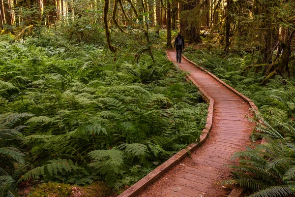A boardwalk winding it's way through a lush green forest of pines trees and ferns — Stock Photo, Image