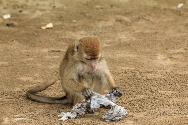 Bako, Ulusal Park, Borneo sahilindeki çöp ve plastik torbaları karıştıran küçük bir macaque maymunu.
