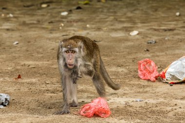 Bako, Ulusal Park, Borneo sahilindeki çöp ve plastik torbaları karıştıran küçük bir macaque maymunu.
