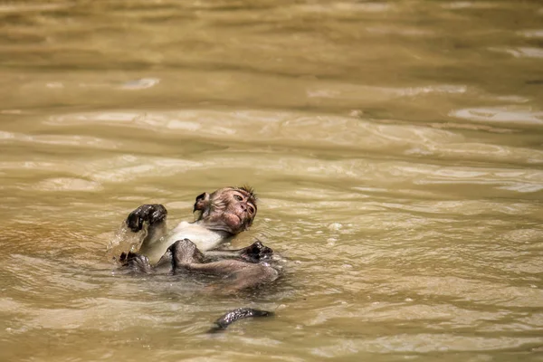 Egy fiatal makákó úszik rajta ' hát-ban egy medence a víz hátrahagyott alacsony dagály a strandon a Bako Nemzeti Park, Borneo — Stock Fotó