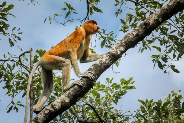 Vzácná a krásná jednoduchá jedlíky opice s jedinečným dlouhým nosem v národním parku Bako, Borneo šplže nahoru po větvi. — Stock fotografie