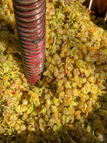 A close up top down view of an old fashioned wooden barrel shaped grape press full of grapes — Stock Photo, Image