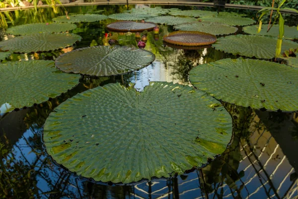 Enormes almohadillas de lirio exuberantes descansan pacíficamente en el estanque dentro de la casa de cristal en el dominio Auckland . — Foto de Stock