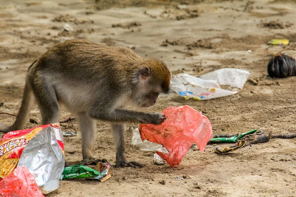 Malý macaque gibbon sbírá odpadky a plastové sáčky na pláži v Bako, Národní park, Borneo — Stock fotografie
