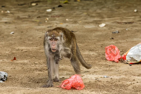 Bako, Ulusal Park, Borneo sahilindeki çöp ve plastik torbaları karıştıran küçük bir macaque maymunu.
