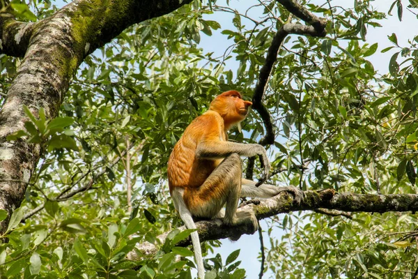 Vzácná a krásná jednoduchá jedlíky Monkey s jedinečným dlouhým nosem, sedícího na stromě v národním parku Bako, Borneo — Stock fotografie