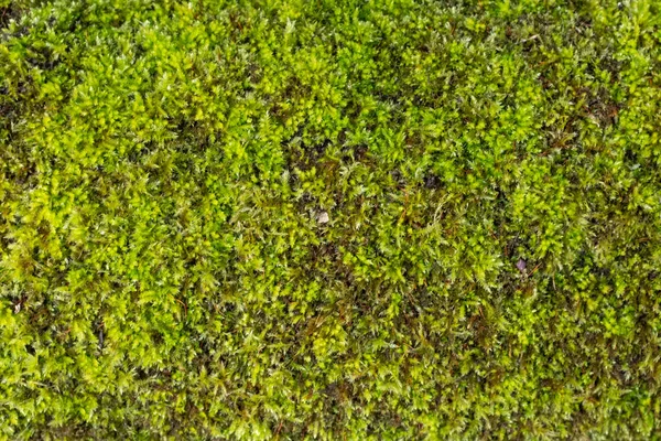Zbliżenie zielonego mchu na skałach — Zdjęcie stockowe