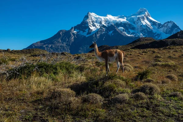 Guanaco legelő a hegyek Torres del Paine, Nemzeti Park, Chile a háttérben. — Stock Fotó