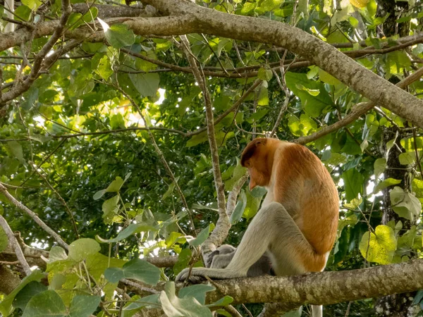 Vzácná a krásná jednoduchá jedlíky Monkey s jedinečným dlouhým nosem, sedícího na stromě v národním parku Bako, Borneo — Stock fotografie