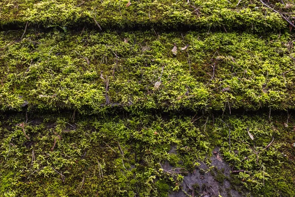 Close-up van een groen vers mos bedekt dak van een garage — Stockfoto