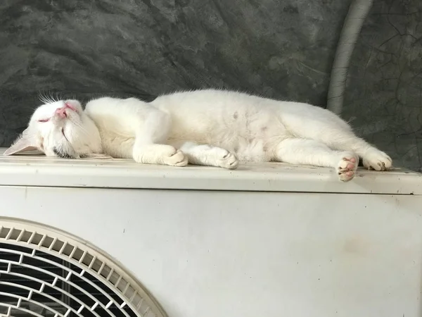 Bir klima ünitesi üzerinde uyuyan uykulu sevimli beyaz kedi yakın çekim