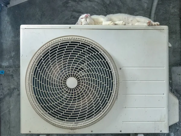 A super cute white cat has taken to sleeping on an air conditioning unit