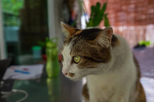 Egy gyönyörű mentési cirby macska bámult egy valamit a távolban ül az asztalon — Stock Fotó