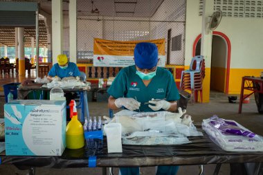Krabi, Tayland, Nisan, 4, 2018: Iki Tay veterinerler, başıboş nüfusu kontrol etmek için geçici bir mobil sterilizasyon kliniğinde kediler üzerinde operasyonlar gerçekleştirin