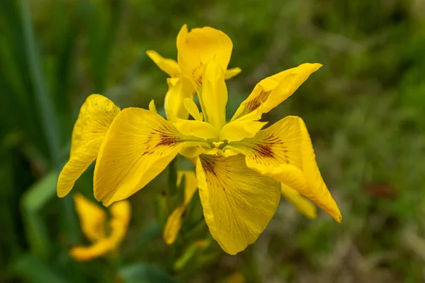 Um close-up de várias íris amarela brilhante que cresce como flores selvagens em toda a Irlanda — Fotografia de Stock