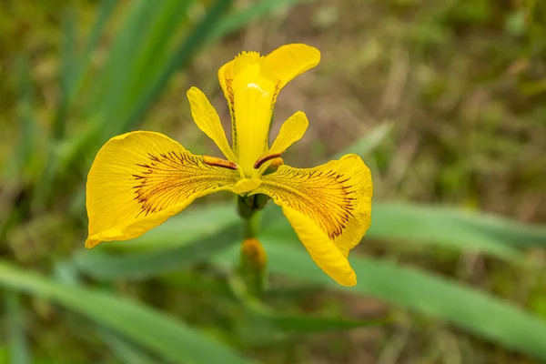 Um close-up de uma única íris amarela brilhante que cresce como flores selvagens em toda a Irlanda — Fotografia de Stock