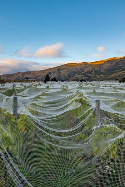 Weiße Netze Bedecken Rebzeilen Einem Weinberg Auf Der Südinsel Neuseelands — Stockfoto