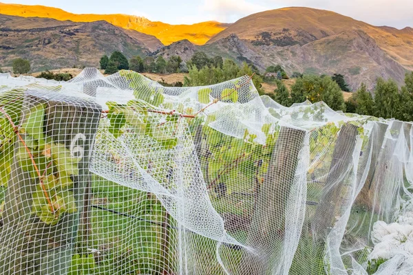Close up of white netting covering rows of vines at a vineyard in the South Island of New Zealand, beautiful rolling hills in the distance