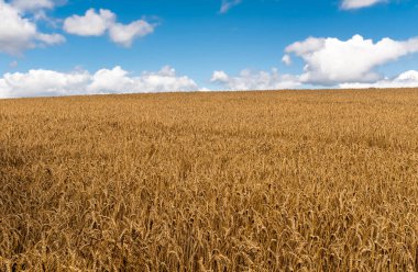 Parlak mavi gökyüzüne karşı altın buğday tarlası