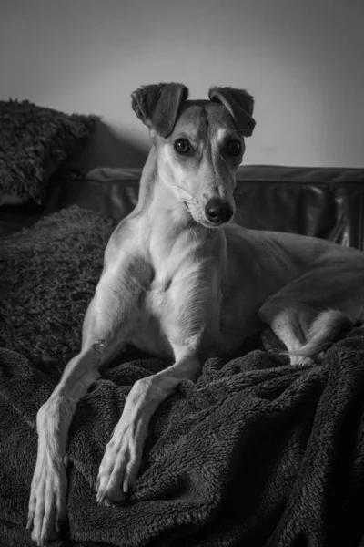 Czarno-biały portret królewskiego wyglądającego wspaniałego lurchera psa — Zdjęcie stockowe
