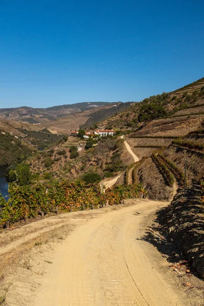 Douro Vadisi 'ndeki bir üzüm bağından geçen toprak bir sıranın portre görüntüsü. — Stok fotoğraf