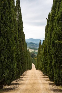 Tuscany 'deki toprak yolun her iki tarafında sıralanmış bir dizi selvi ağacı tepelere kadar uzanıyor.