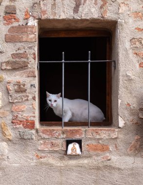 Bir pencerenin demir parmaklıklarından bakan beyaz bir kedi.