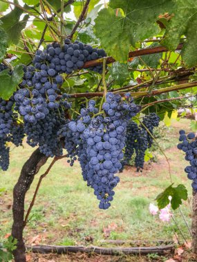 Close up view of full bunches of ripe black grapes hang from the vine waiting to be harvested clipart