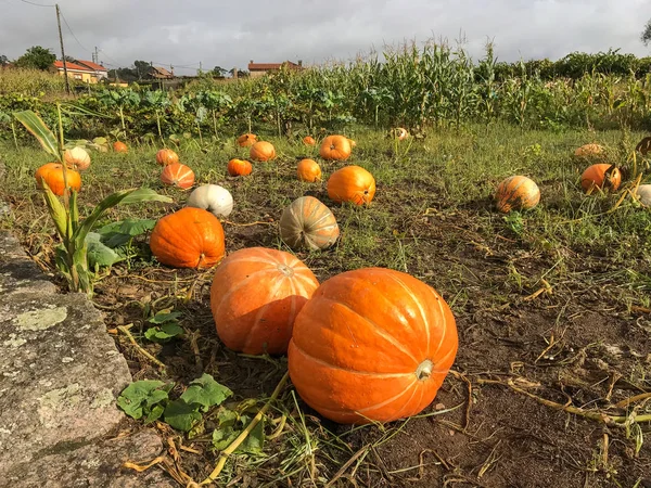 a landscape low angle view of bright orange pumpkins growing in a field