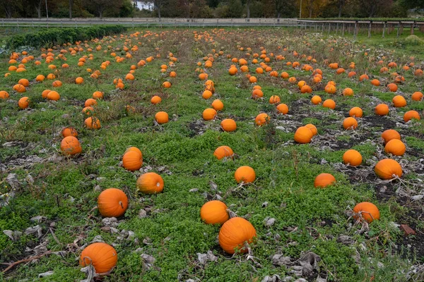 鮮やかなオレンジ色のカボチャのフィールドは ハロウィーンのピッキングの準備ができている ストック写真