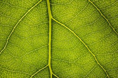 Bir ağacın yaprağının arka plan görüntüsü yakından